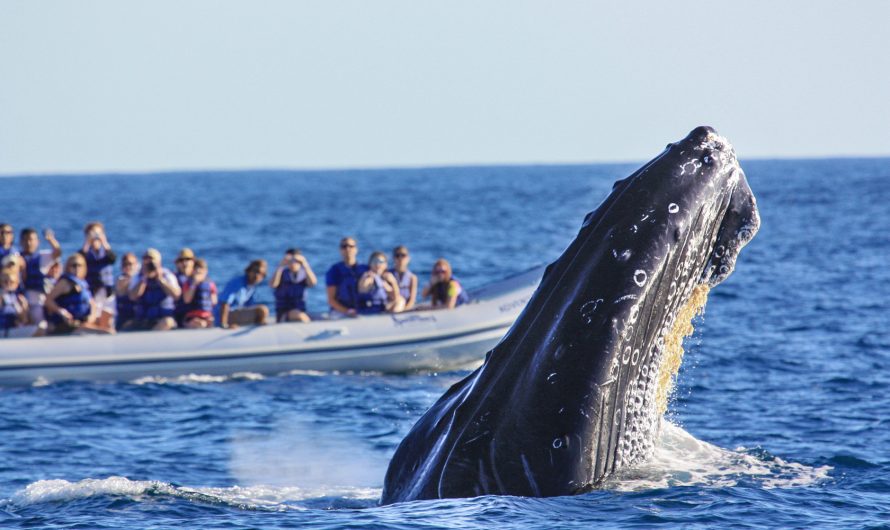 Величественные киты Сахалина: сокровище Тихого океана